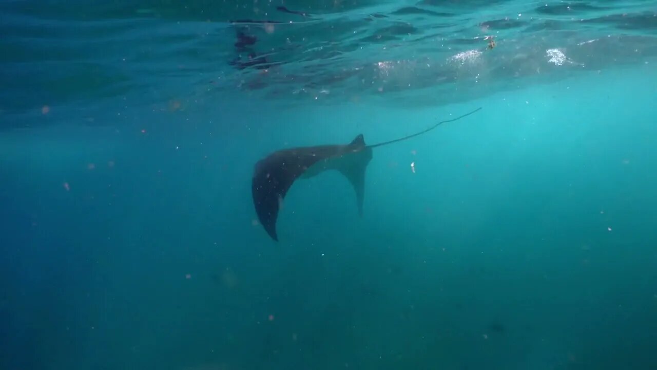 Underwater view of hovering Giant manta ray5