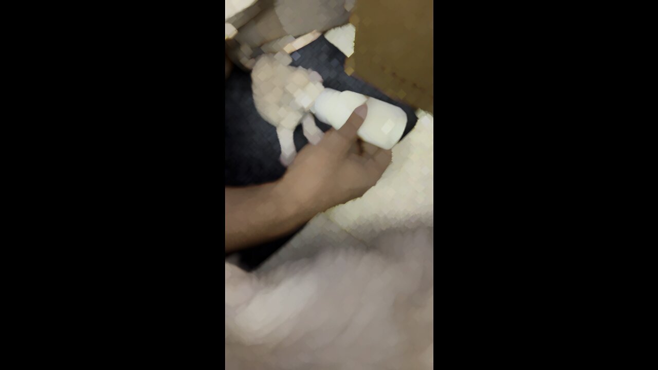 Newborn Kittens (Day 4)