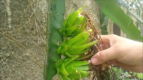 pitaya produzindo no muro resultado da polinização