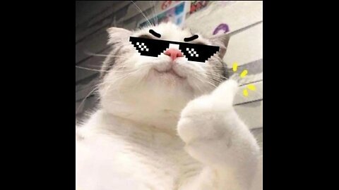 Funny cat fight