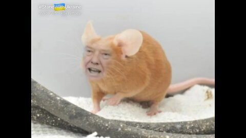 The Ultimate Donald Trump Mouse Meme! 🐭