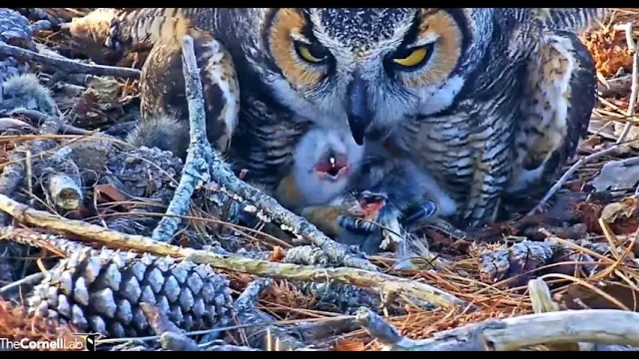 Feeding The Owlet Close-up 🦉 2/22/22 8:33