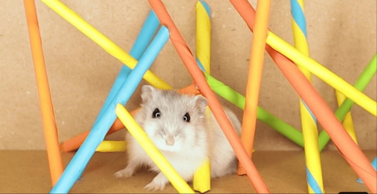 Hamster pets but with traps in maze🐹