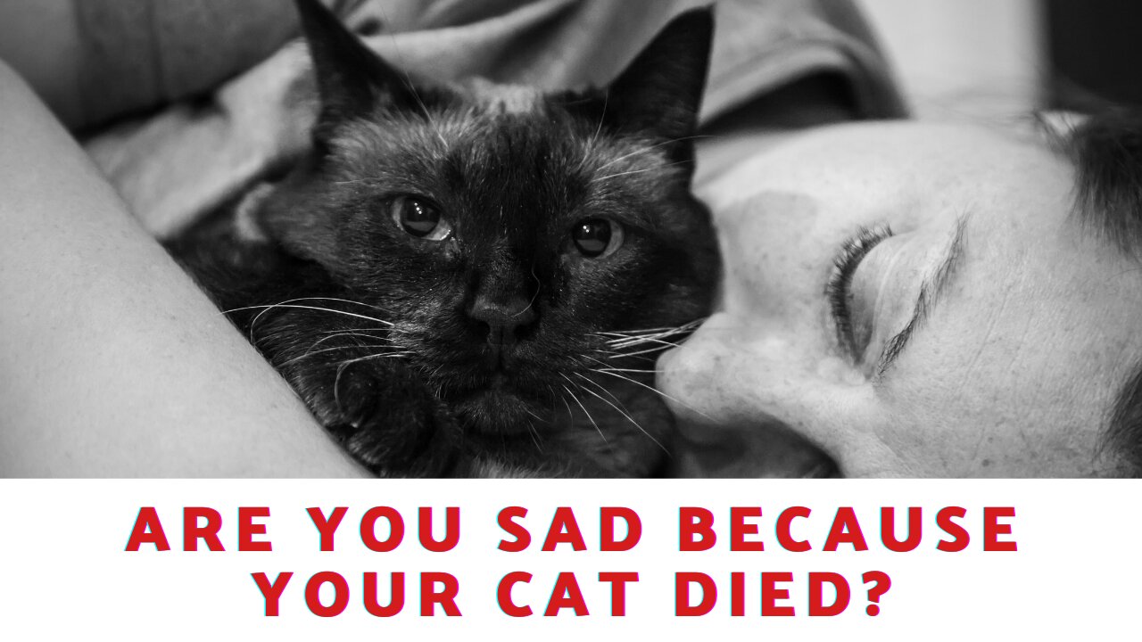 Are You Sad Because Your Cat Died?