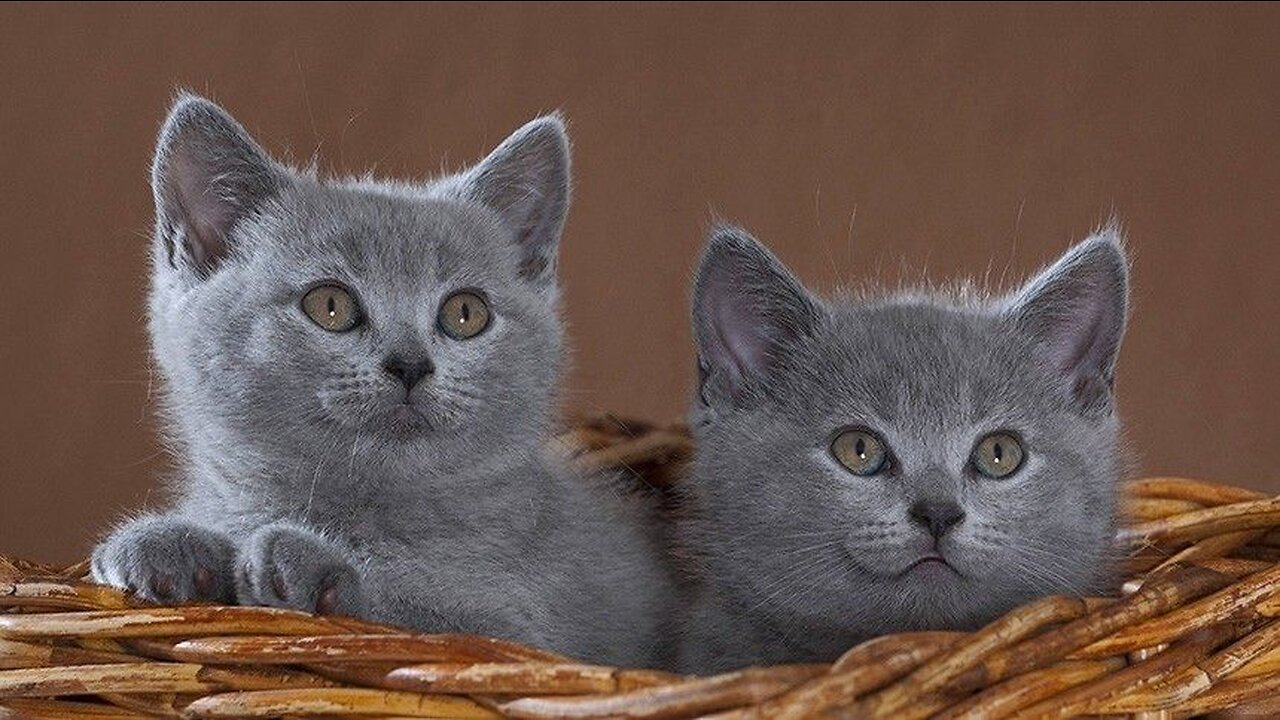 Funny cat videos | cute cats | Try not to laugh | Cat videos Compilation