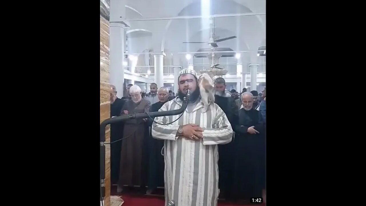 The Cat Enters The Mosque, Jumps on the Imam's Shoulders and kisses his face || Cat reacts to Imam
