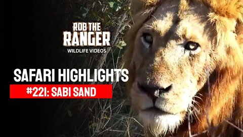 Safari Highlights #221: 21 - 23 July 2013 | Sabi Sand Nature Reserve | Latest Wildlife Sightings