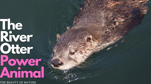 The Majestic River Otter: Exploring the Symbolism and Power of this Incredible Animal