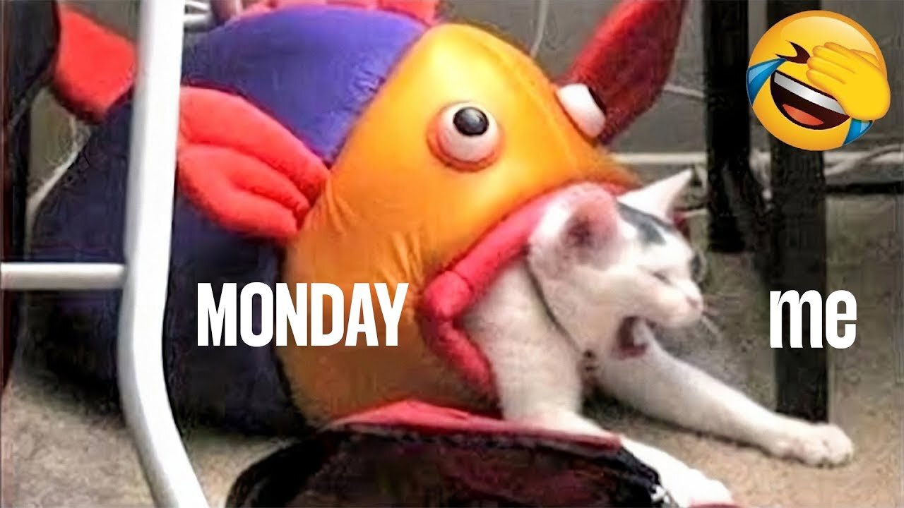 Try Not to Laugh | Funniest Pets Videos | Cats & Dogs | Parts 10