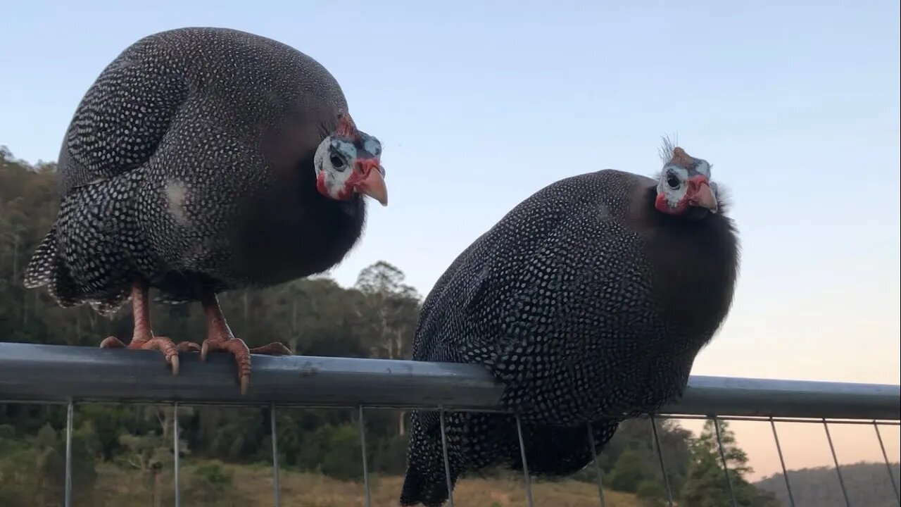 Guinea fowl settle in for the night #freerange #guineafowl @thesimmsfunnyfarm