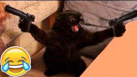 New Funny Animals 😂 Funniest Cats and Dogs