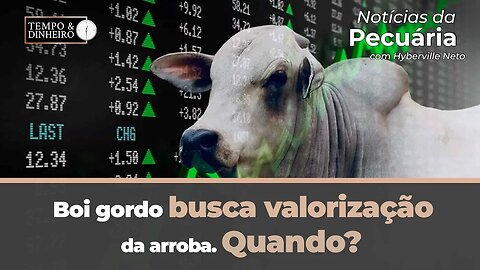 Boi gordo busca valorização da arroba. Quando? Hyberville Neto comenta