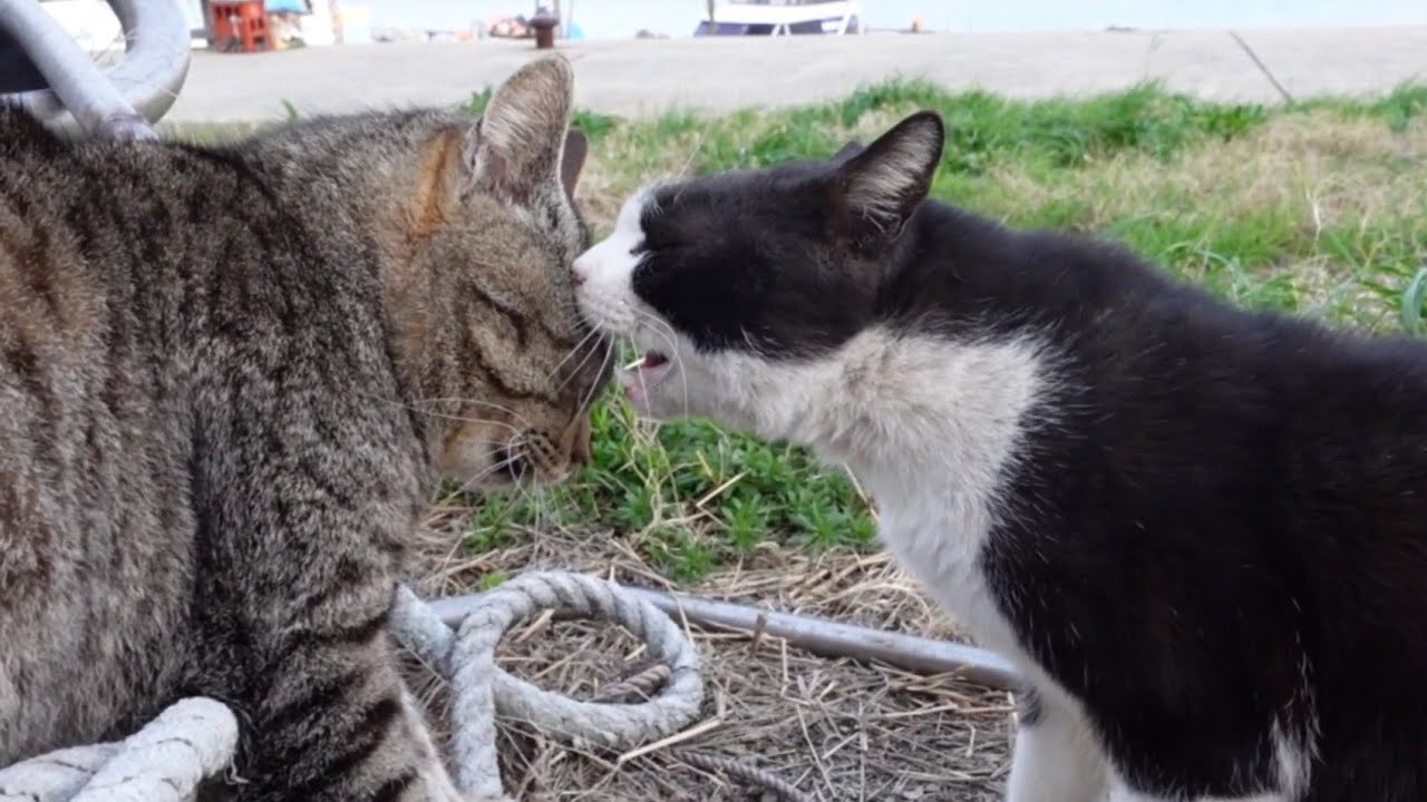 Cat quarrel is funny because the face is close