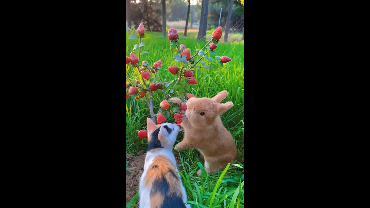 Rabbit..❤️