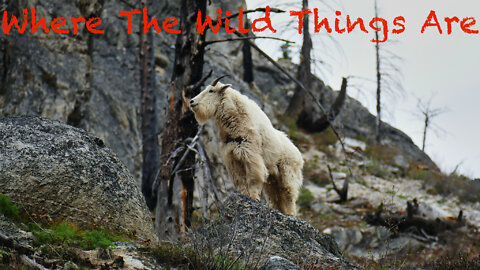 Where The Wild Things Are