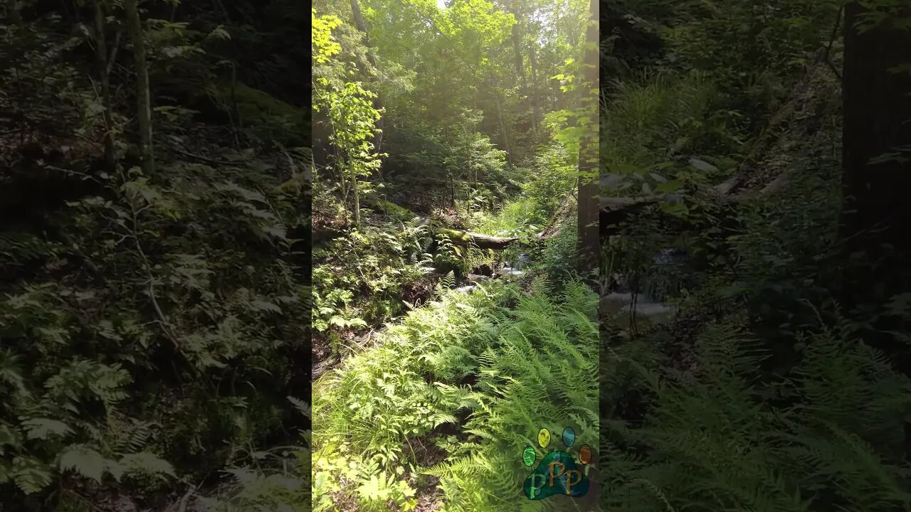 Summer forest.