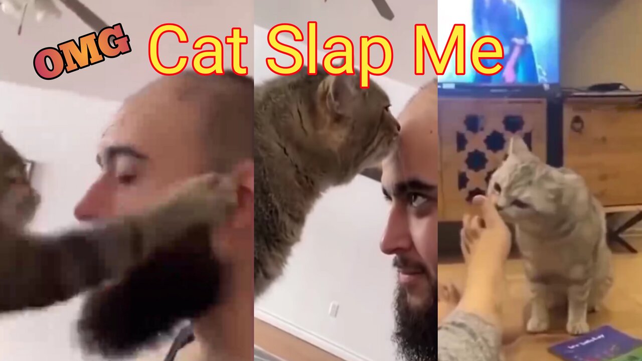 OMG , My Cat is Slap Me, Cat