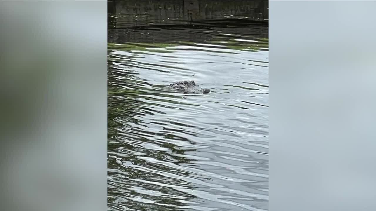 Population growth forcing alligators out of swamps and into canals, local animal behaviorist says