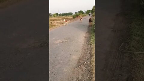 dogs #dogs #rudrakrishna #ytshorts #animals @dogs