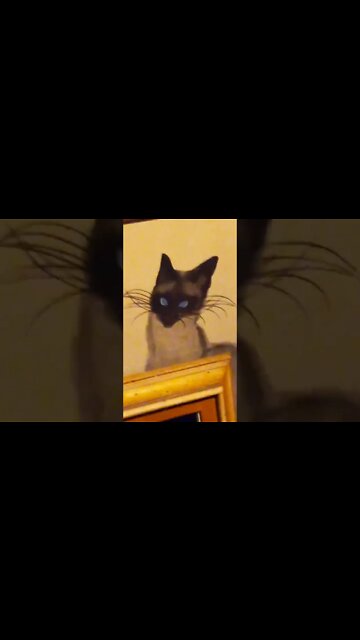 "Lilith-is-Kelly"... The Holonaught Psychotronic Darky-tech'ct