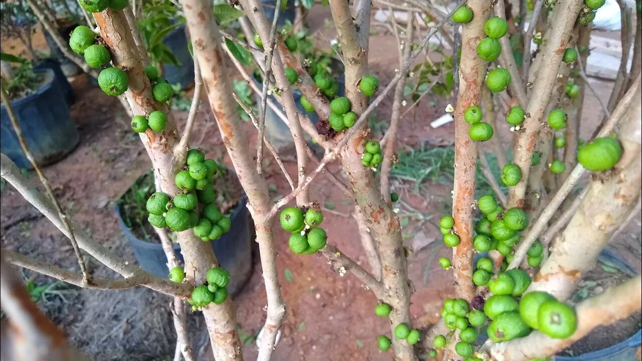 frutíferas produzindo em vaso a partir de 20,00 reais figo Cambuci jabuticaba romã fruta do milagre