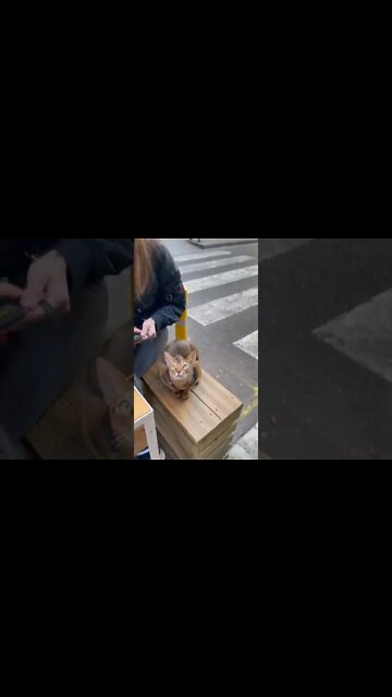 #shorts #2022 funny,prank,funjokes,dad jokes,funny memes,funny video,fun,laughing,funny animal,knock