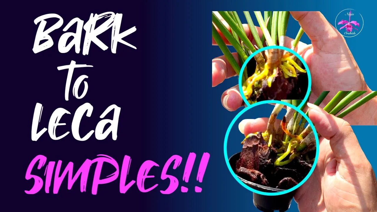 EASY & SIMPLE GUIDE to transitioning an #orchid from #bark to #leca | Orchid Care for Beginners