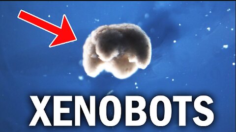 Xenobots