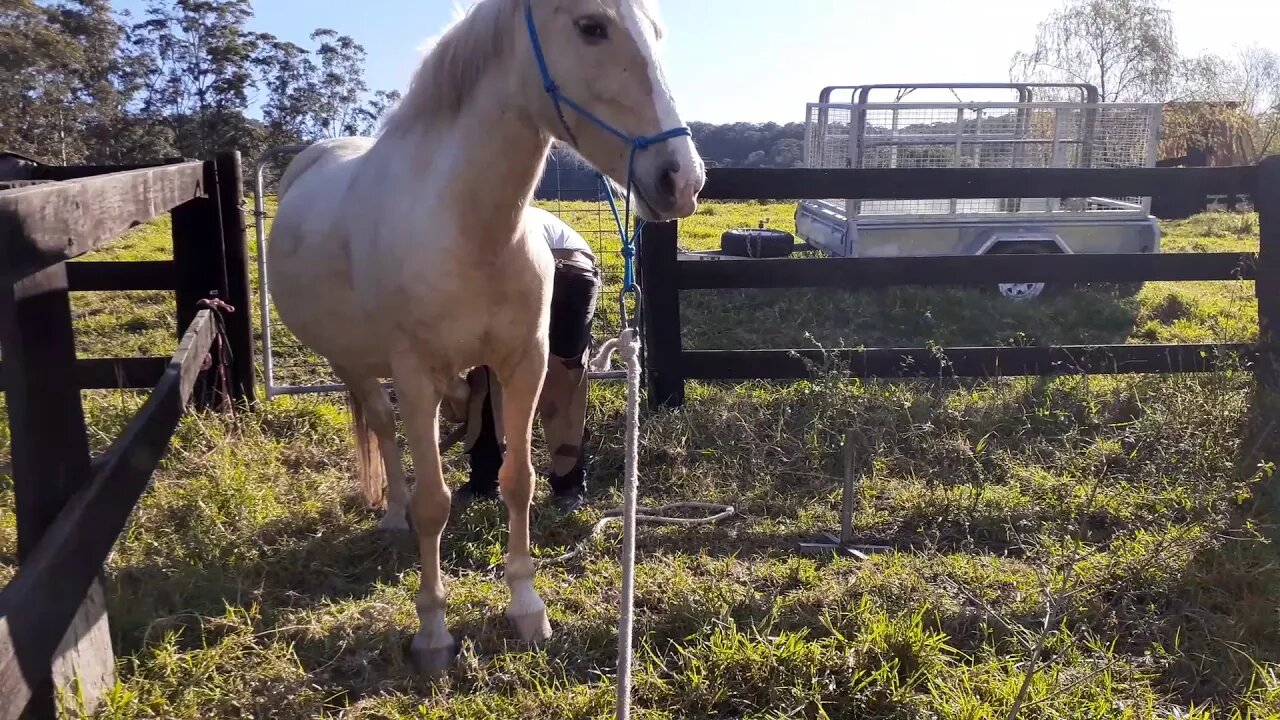 Halo getting her feet trimmed. This farrier is excellent with horses