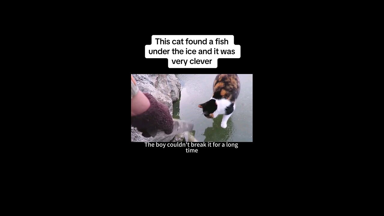 This cat found a fish under the ice and it was very clear #cat #cats #fish #animals #animal #foryou