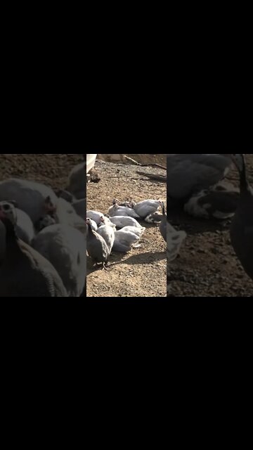 Female guinea fowl calls