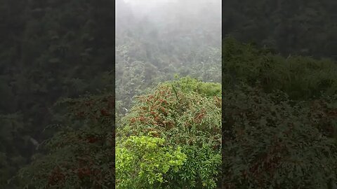 Waitakere Ranges in the rain from Waitakere Spa and Resort.