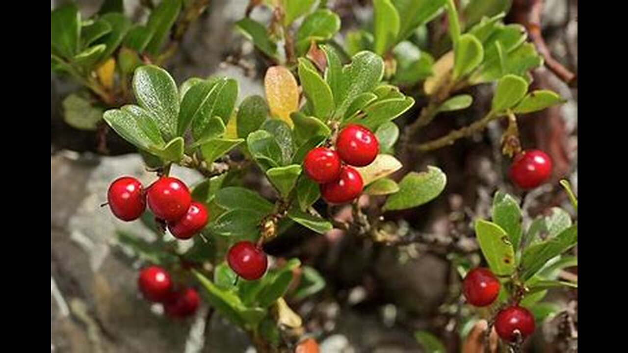 Bearberry Top 10 Health Benefits