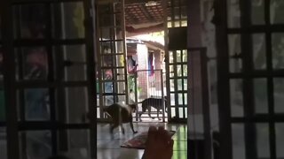 cachorro pensando fora da curva 🤣🤣