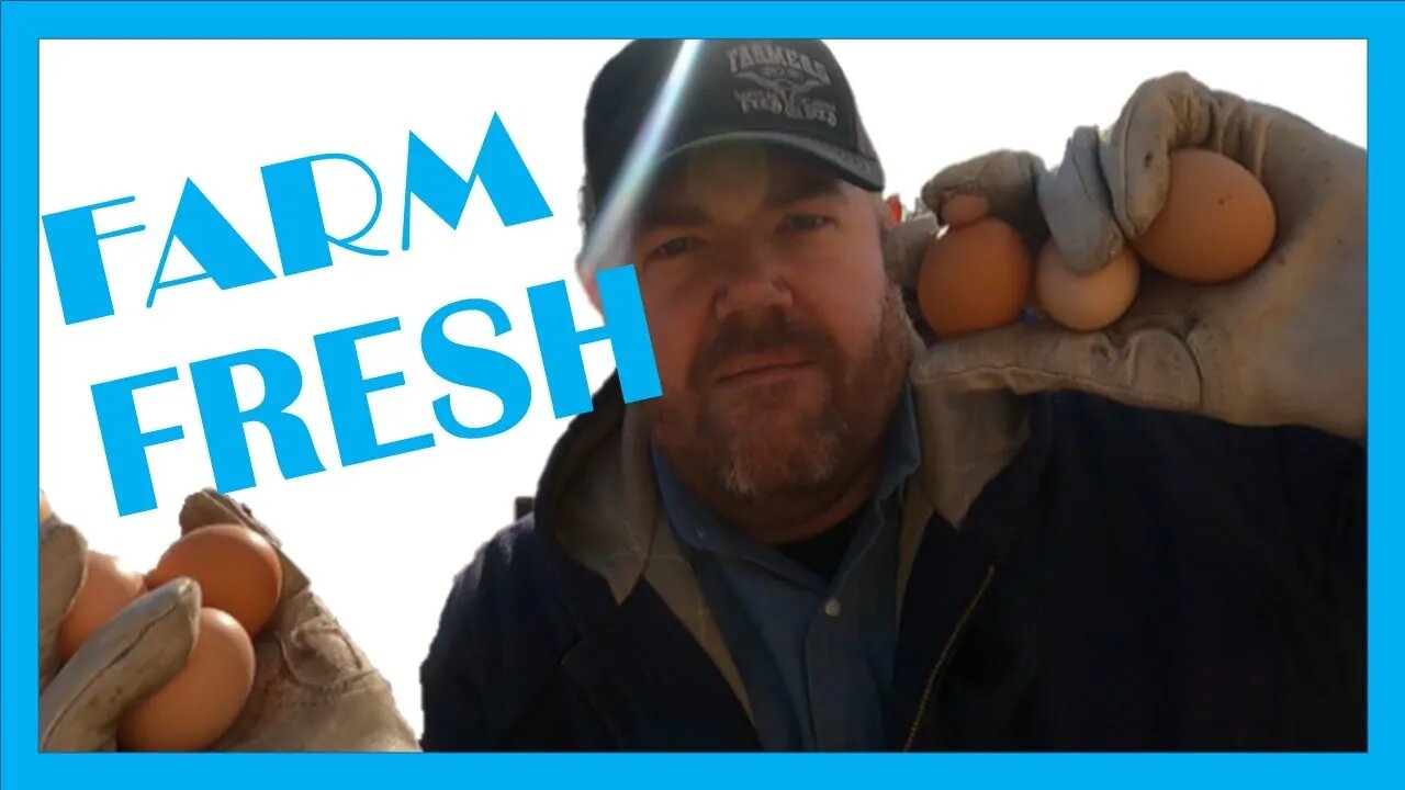 Chicken Update with @Altruistic Farmstead!