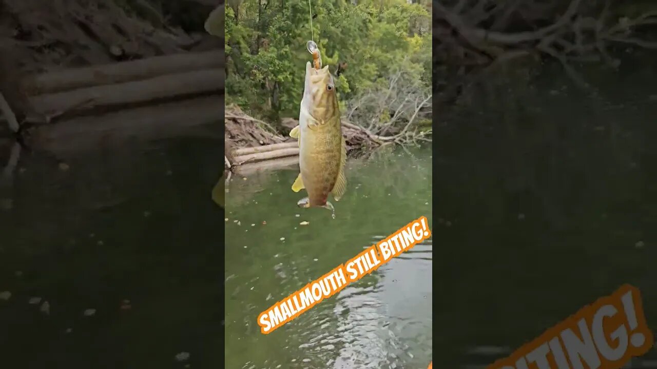 That Smallmouth Bass bite! #shorts #bassfishing #smallmouthbassfishing #smallmouth #riverfishing