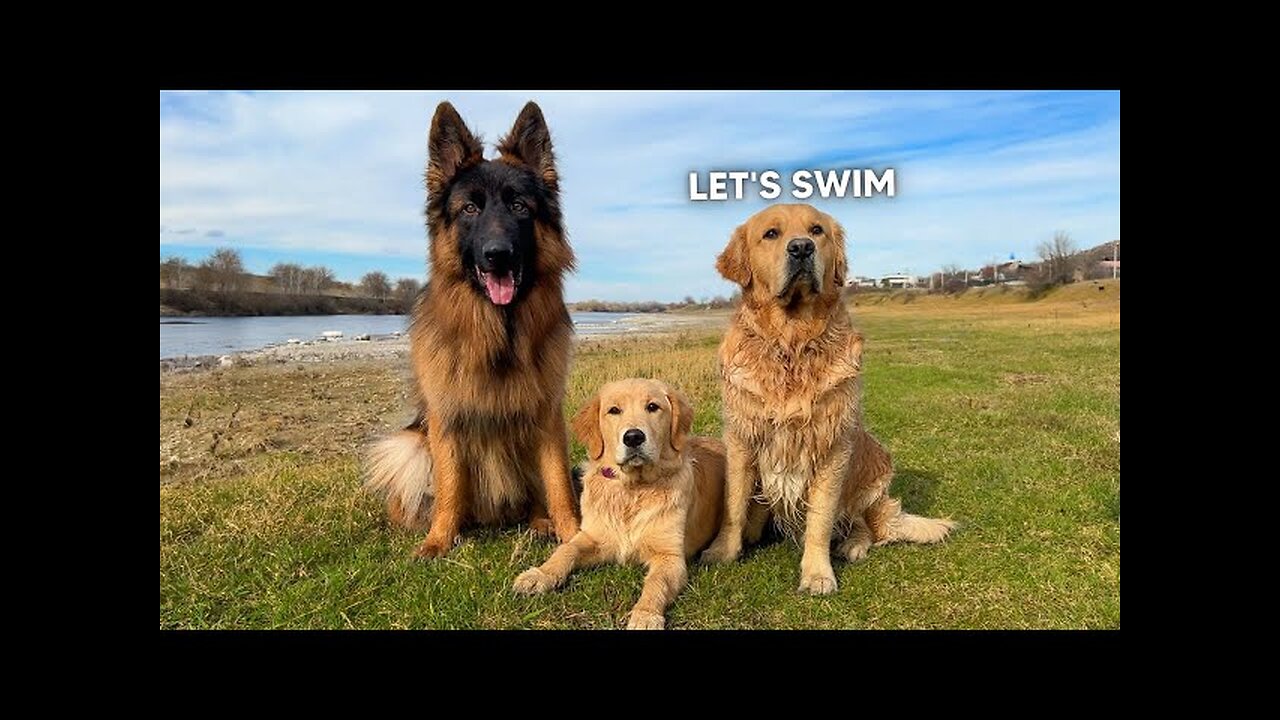 a day in the life of my 3 dogs