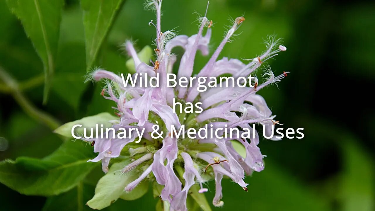 Wild Bergamot Uses