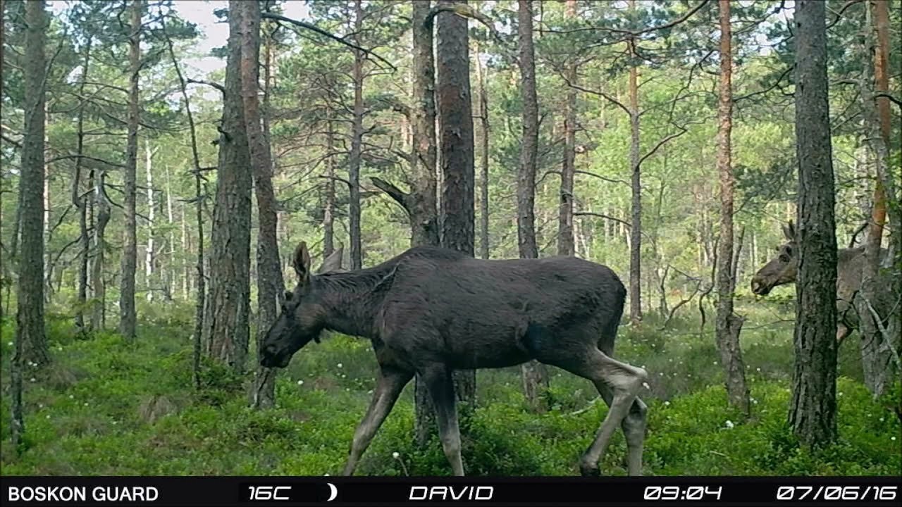 Alce euroasiático, Moose, Eurasian Elk (Alces alces) in a boreal forest, Norway