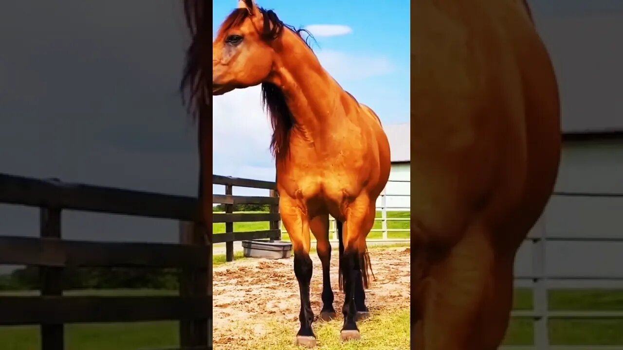 horse