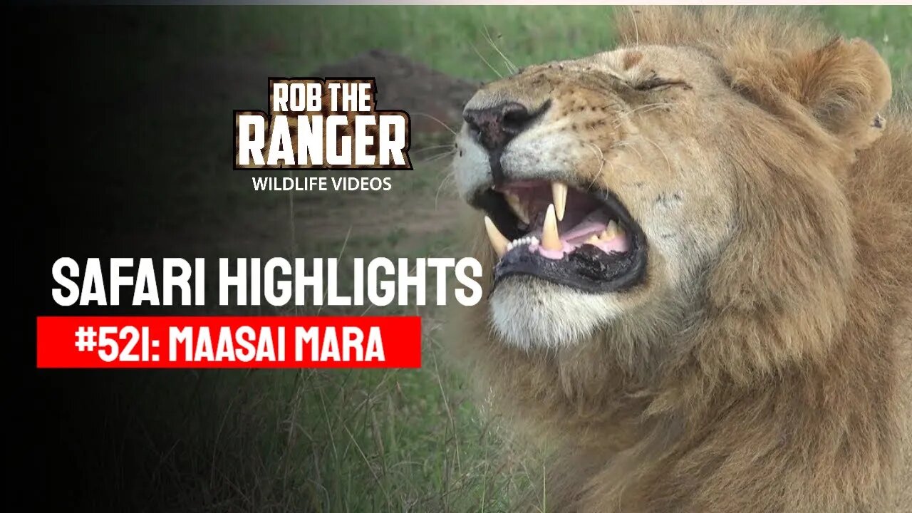 Safari Highlights #521: 12 & 13 March 2019 | Maasai Mara/Zebra Plains | Latest Wildlife Sightings