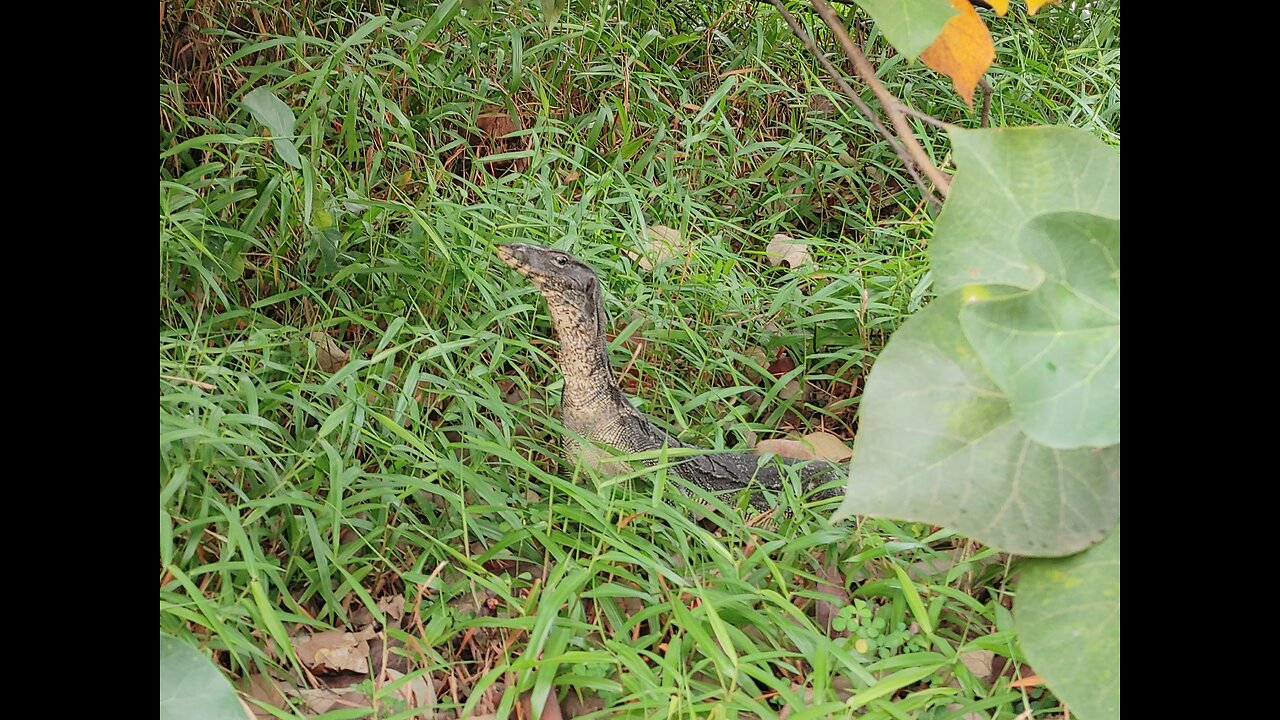 Scarry comodo Dragon in Singapure