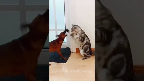 Funny animal video of the day 😺 #funny animal #funny cat's #cute cat's