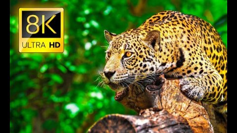 Ultimate wild animals collection in 8k ultra HD tv