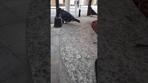 Pigeons know me from feeding them so many times.