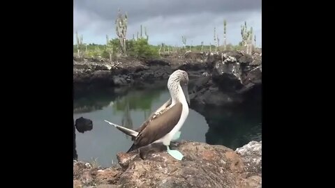Blue footed Booby proudly showing off their feet