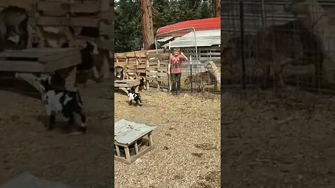 #sillygoat #goats #babygoat #farmanimals #cuteanimals #babyanimals #goatkids #homesteading #farm