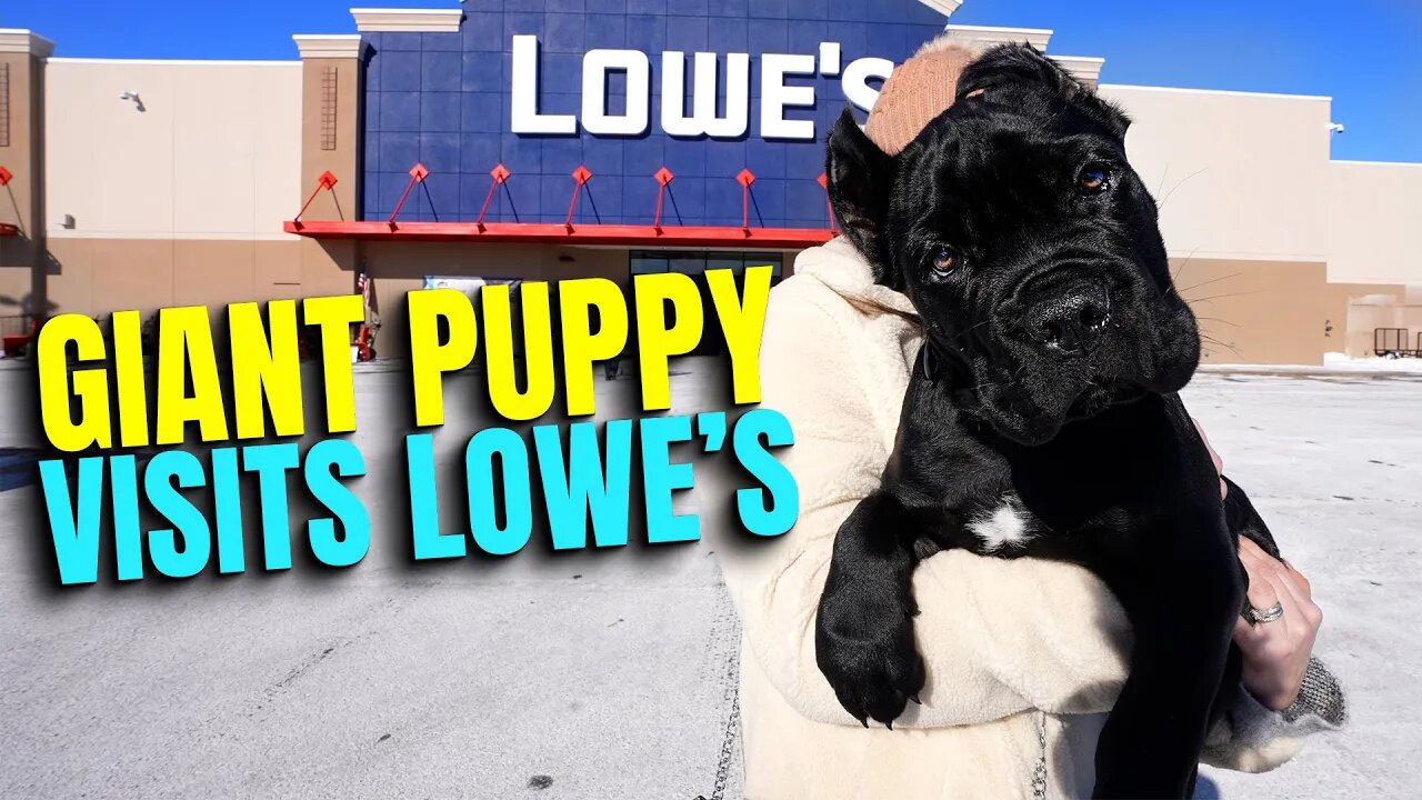 GIANT Puppy Visits Lowe's - Cane Corso Puppy