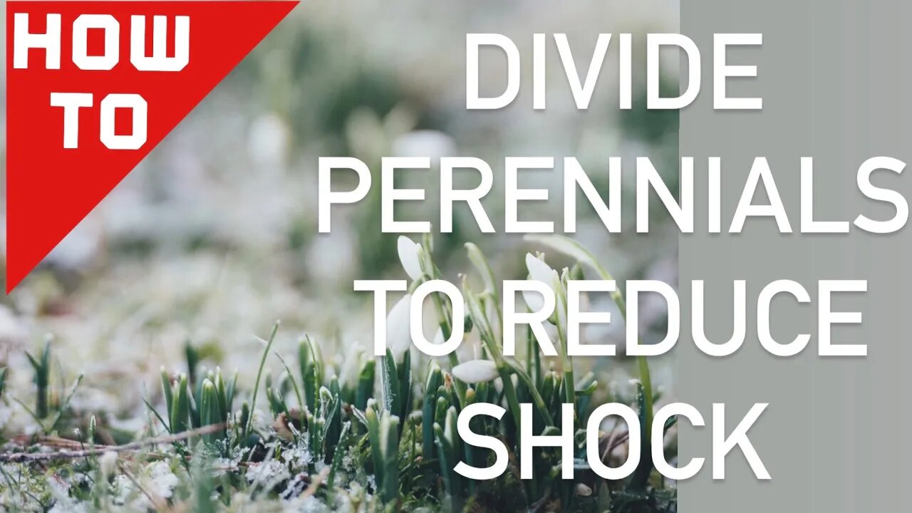 HOW TO Divide Perennials In Spring: Clumping, Spreading, Bulbs, Tubars | Gardening In Canada