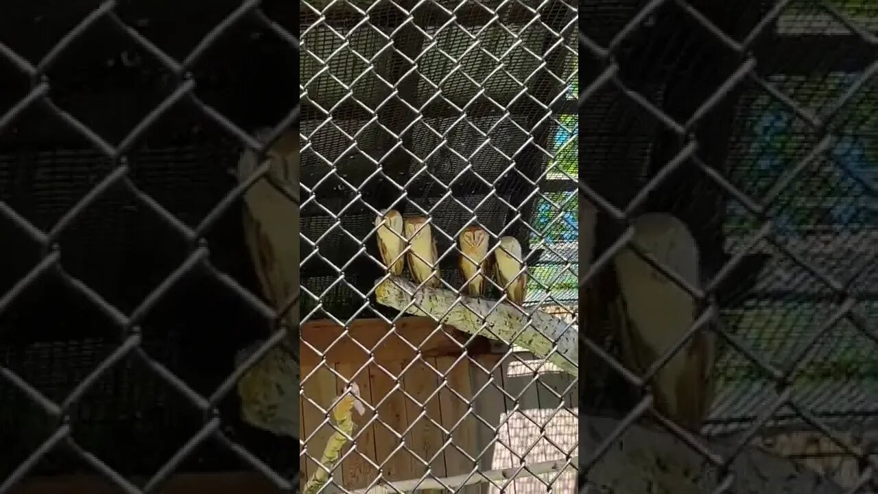 Some owls hanging out together